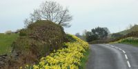 wordsworth daffodils