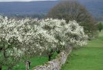 damson gin