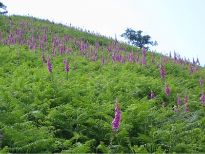 walks in grasmere