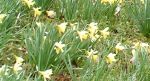 daffodil walk