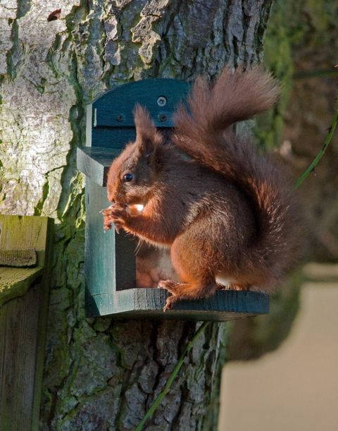 Red squirrel feeder at caravan park - adults only